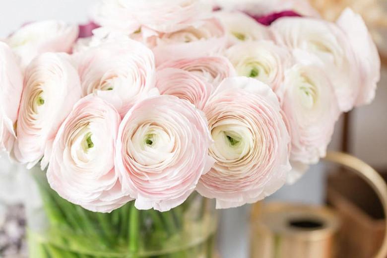 Types Of Ranunculus